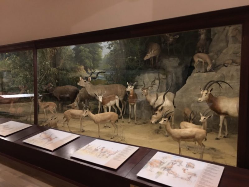 Natural History Museum, Quex Park