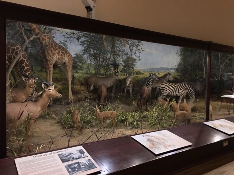 Natural History Museum, Quex Park